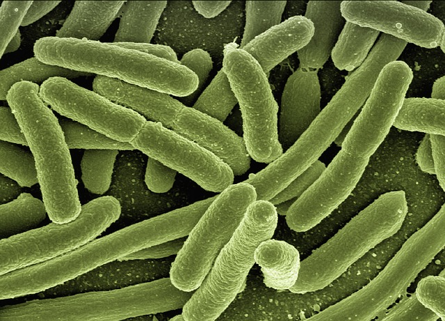 Close Up Green Bacteria